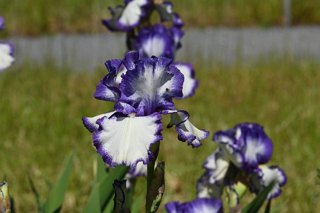 3035-05268644 Tower Hill Botanic Garden, MA.JPG - Iris. New England Botanic Garden at Tower Hill, MA, 5-26-2025